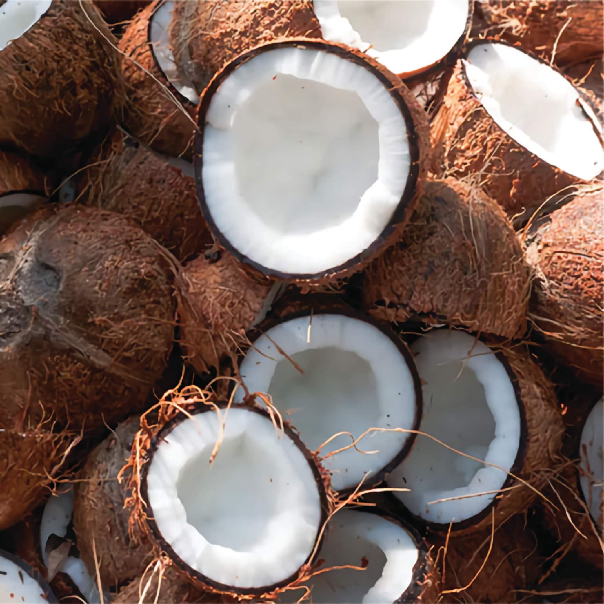 Semi Husked Coconut Weight